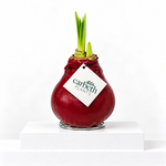 Amaryllis Waxed Bulb  1