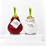 Amaryllis Waxed Bulb  1