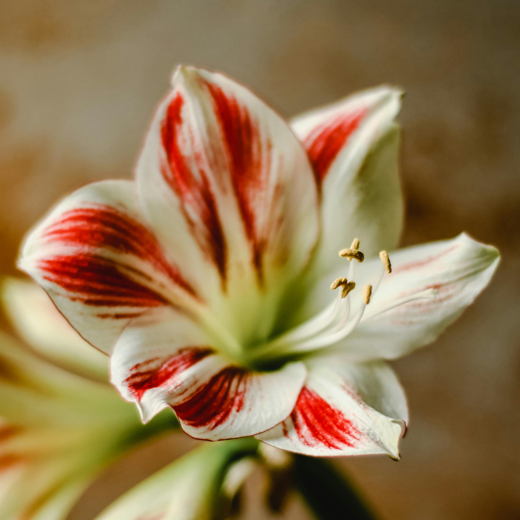 amaryllis bulbs & plants