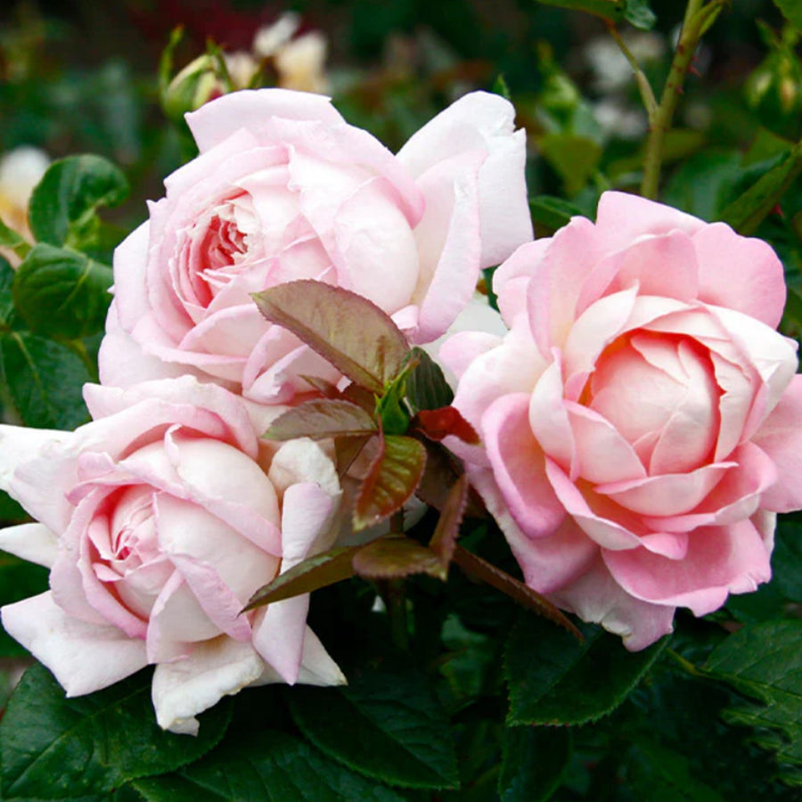 Rose Bush 'Amazing Grace' amazinggrace 3