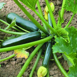 Courgette Ambassador F1 Plant  2