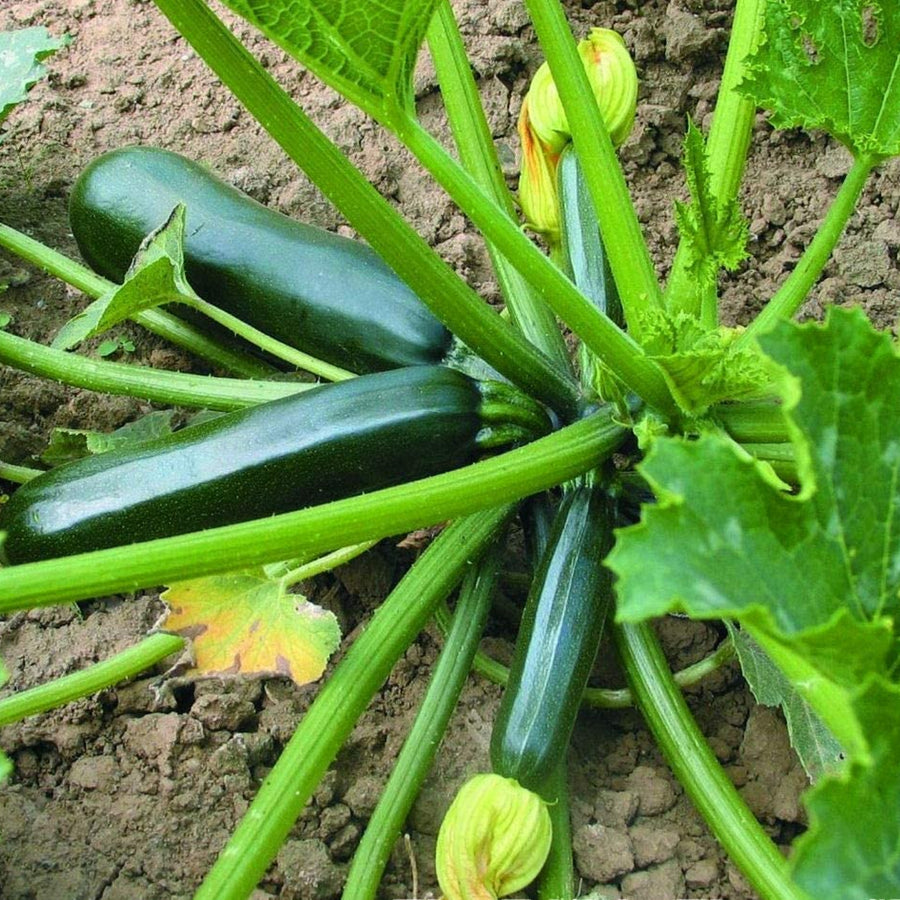 Courgette Ambassador F1 Plant  3