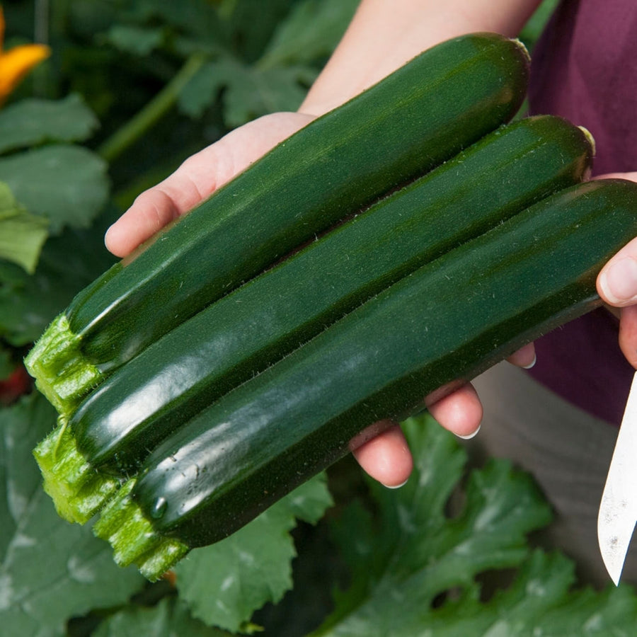 Courgette Plant  1