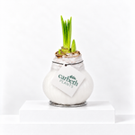 Amaryllis Waxed Bulb  3