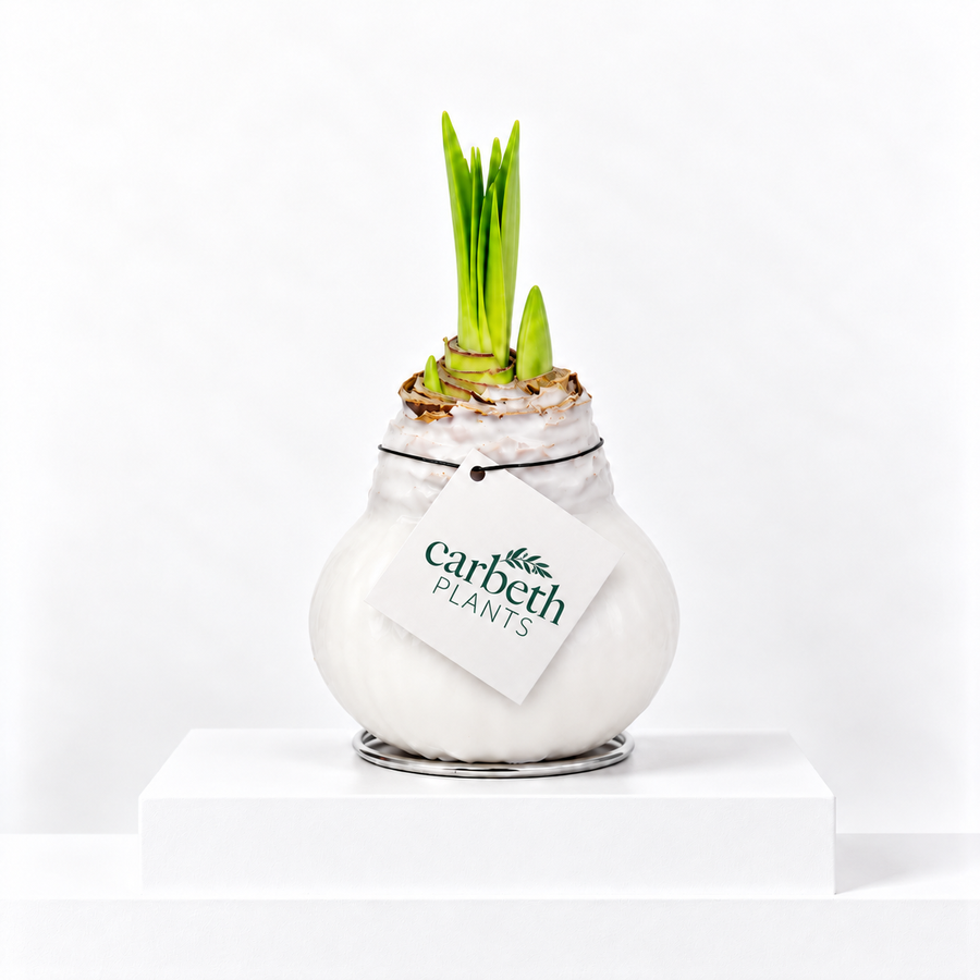 Amaryllis Waxed Bulb  3