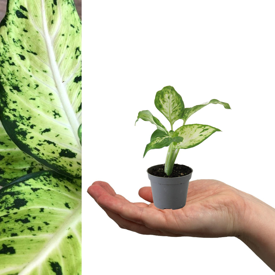Dieffenbachia Amy in 6cm Pot amy 2