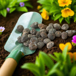 Anemone St Brigid Mixed Spring Bulbs  4