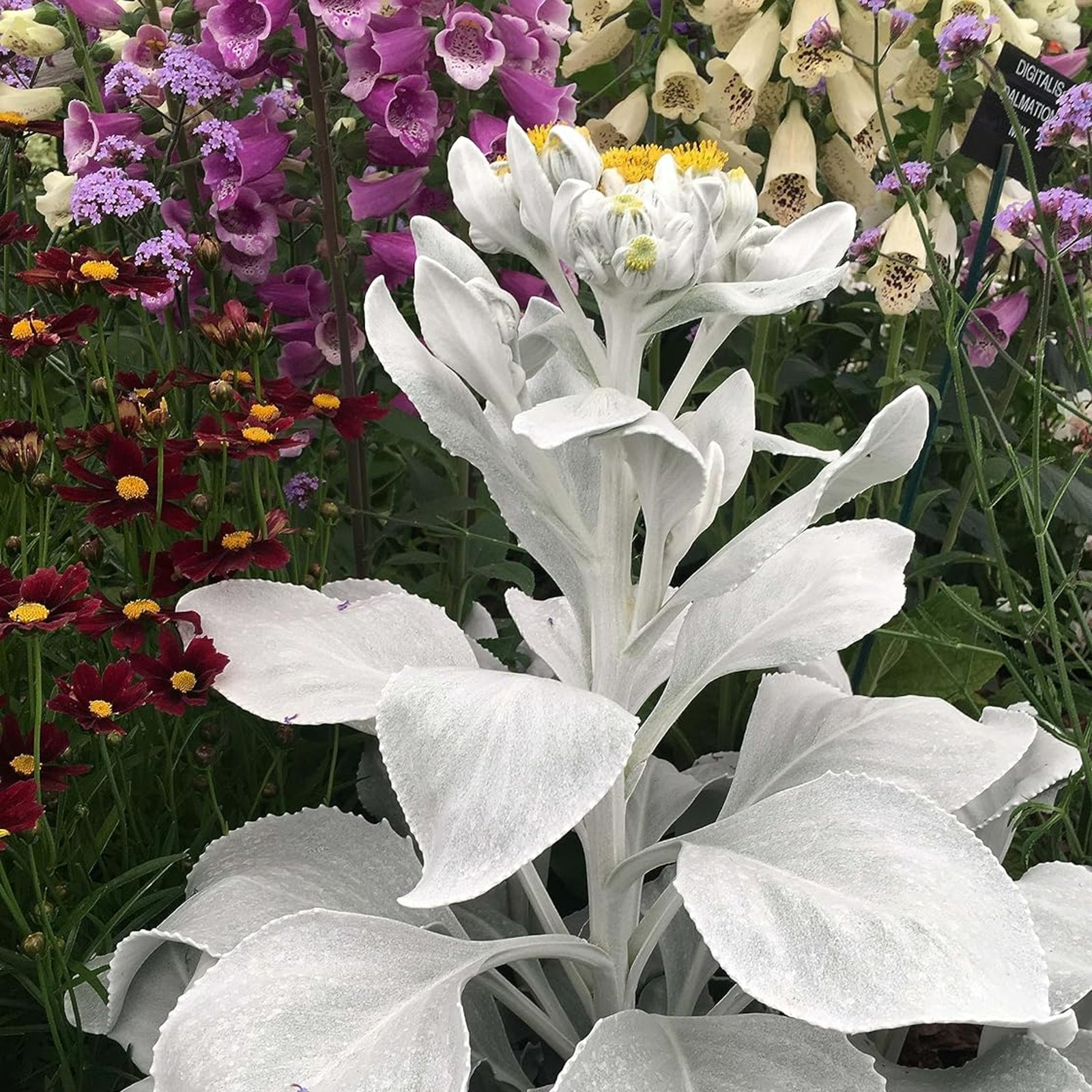 is angel wings plant indoor or outdoor Senecio Angel Wings
