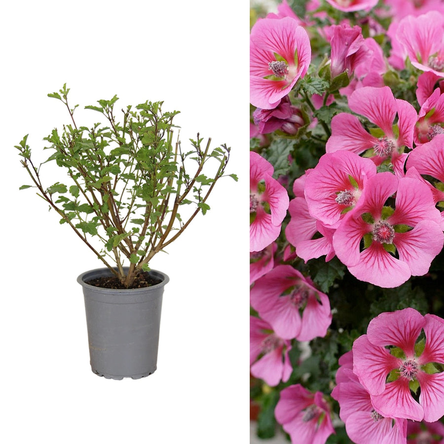 Anisodontea Capensis - Pink Cape Mallow Plant anisodontea 2