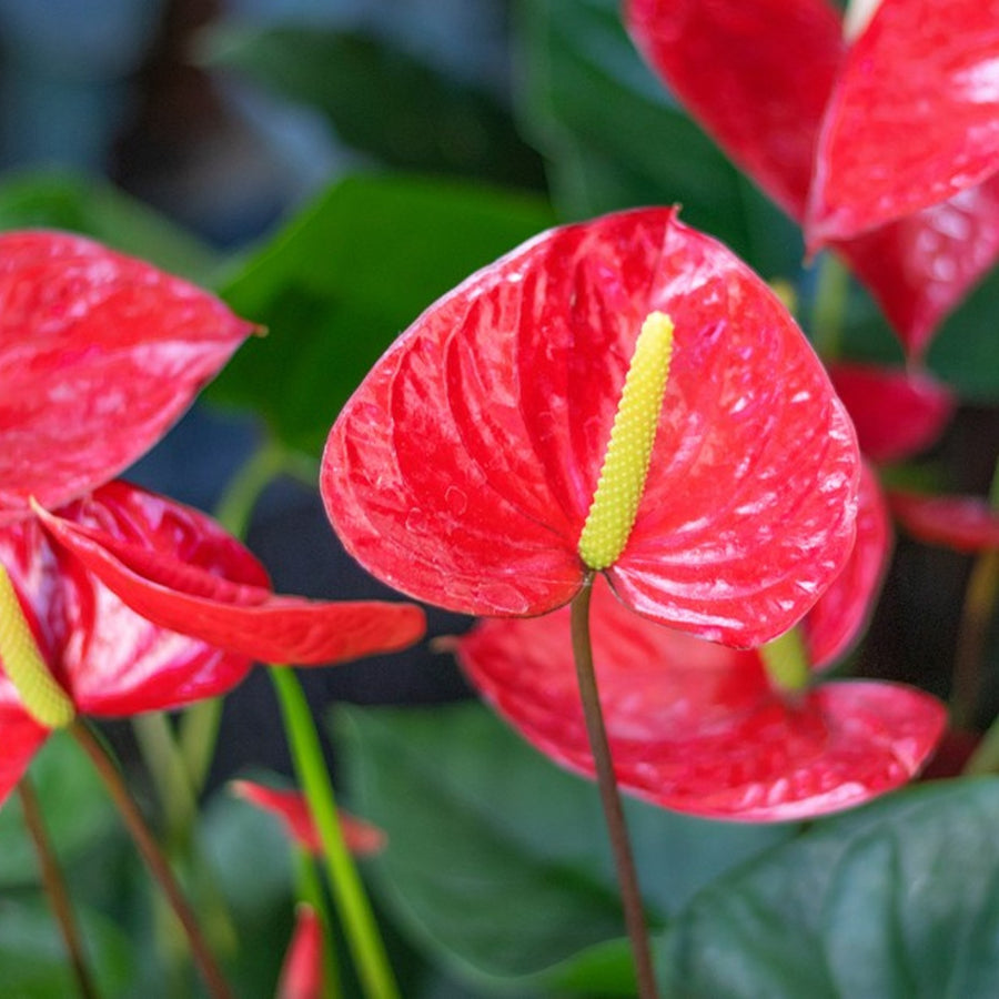 Mini Indoor Plant Mix anthurium 17