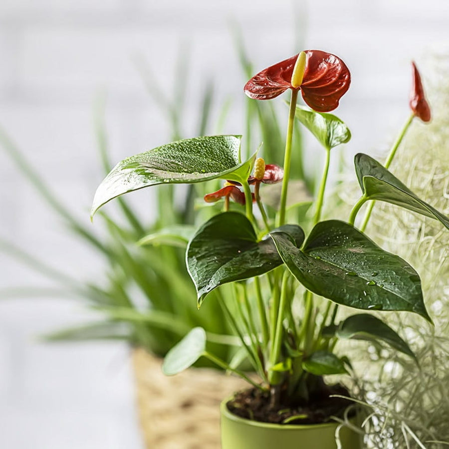 Red Diamond Flamingo Lily Anthurium Plant