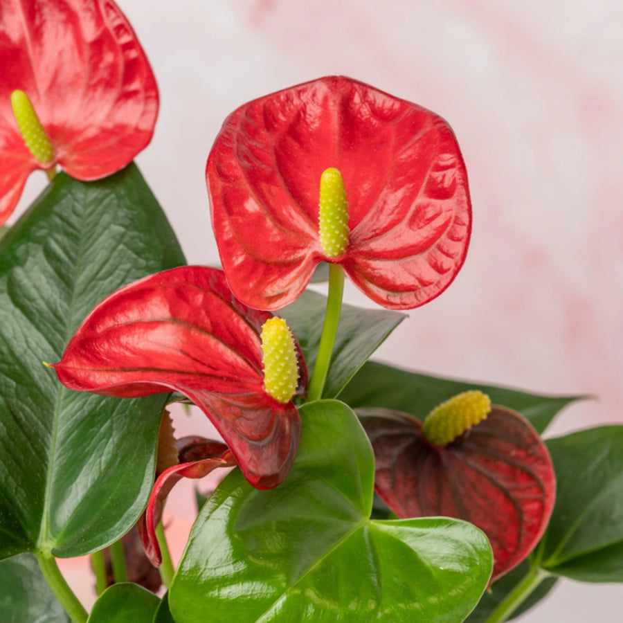 Red Diamond Flamingo Lily Anthurium Plant anthurium3 3