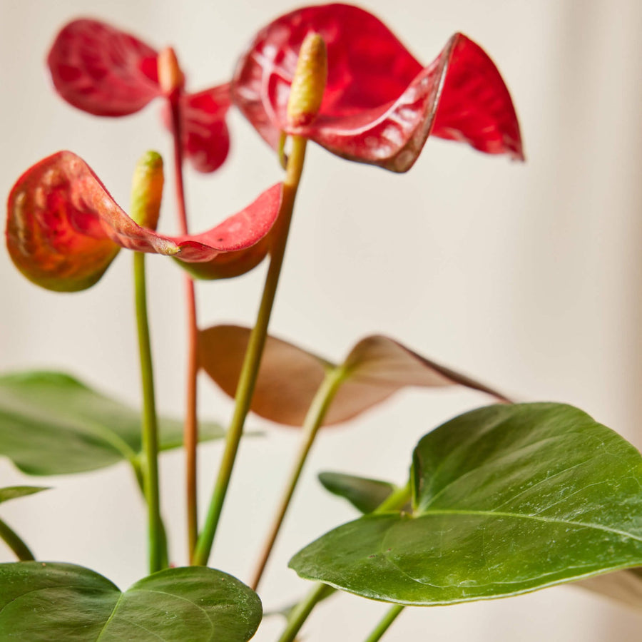 Red Diamond Flamingo Lily Anthurium Plant anthurium4 4