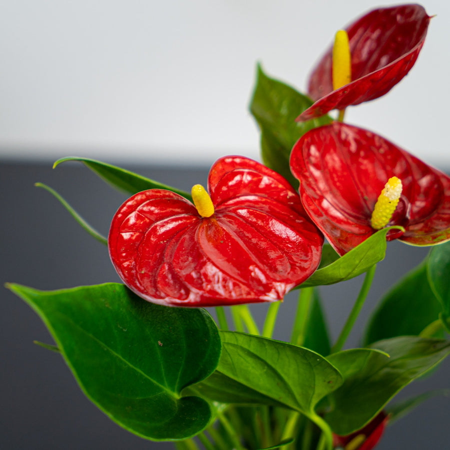 Red Diamond Flamingo Lily Anthurium Plant anthurium5 1