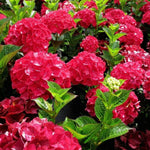 Hydrangea Macrophylla Plant  6