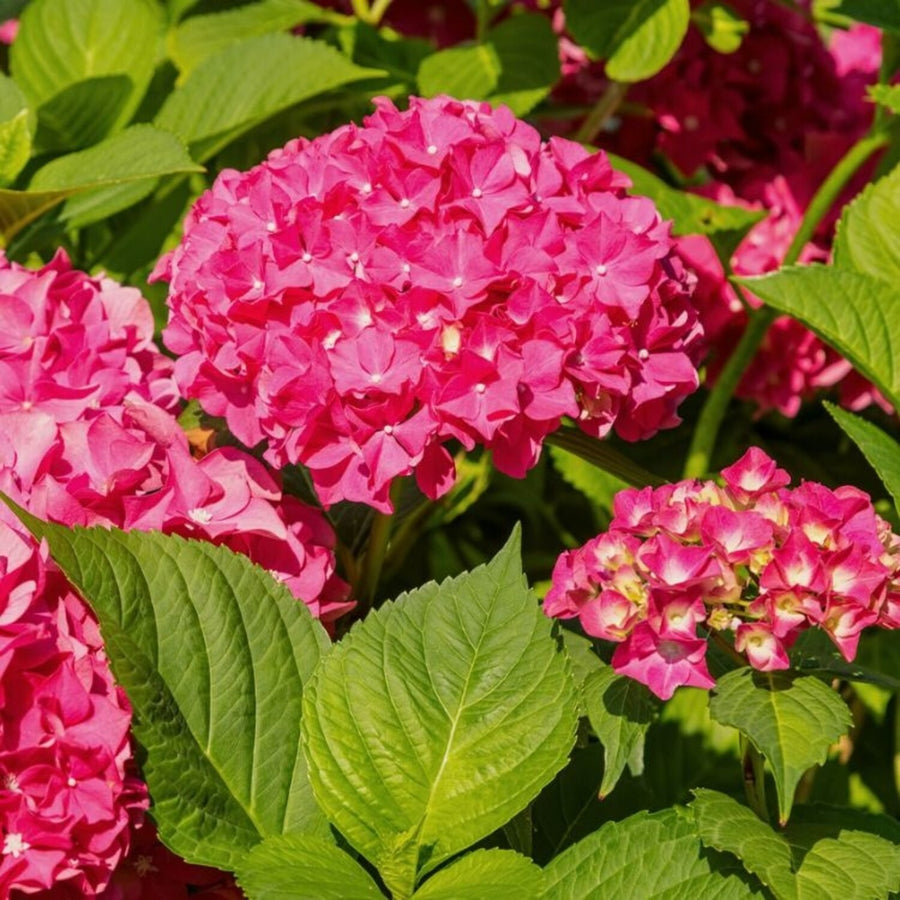 Hydrangea Macrophylla Alpengluhen Hydrangea macrophylla 'Alpengluhen' image4 4