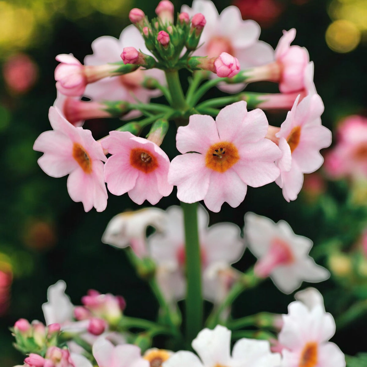 Primrose Bedding Plants  8