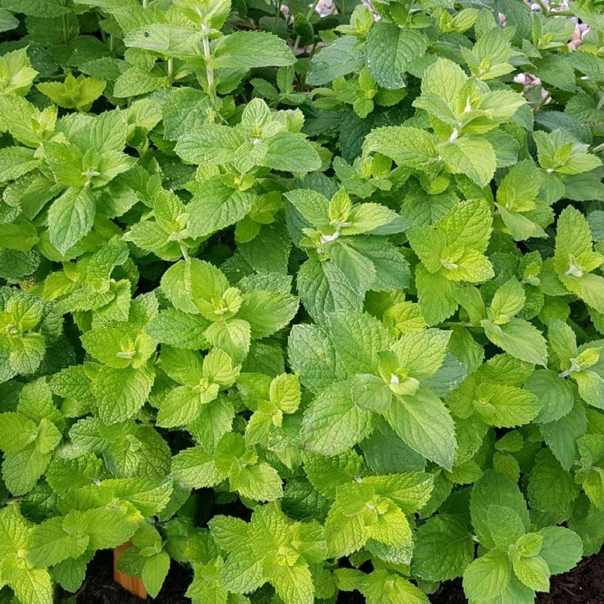 Mixed Mint Herb Plants  3