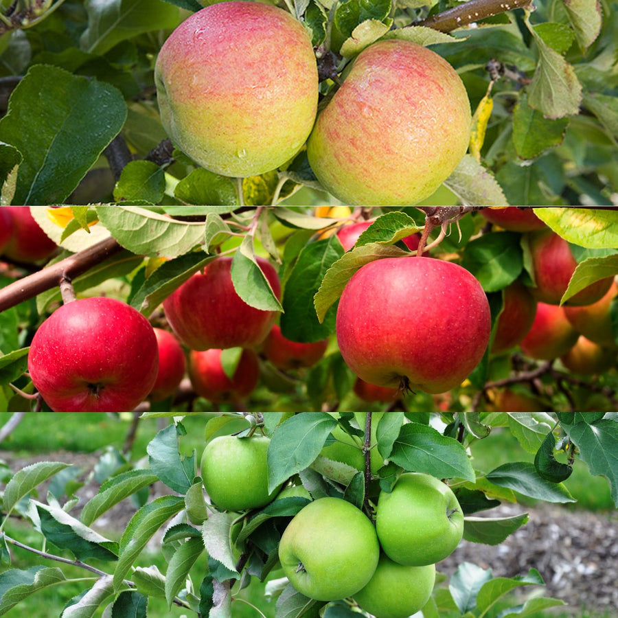 Patio Apple Tree - Mixed Varieties applemix1 1