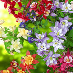 Aquilegia Mrs Scott Elliot Bare Roots  1