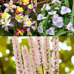 Aquilegia, Tradescantia & Actaea Bare Root Mix  1