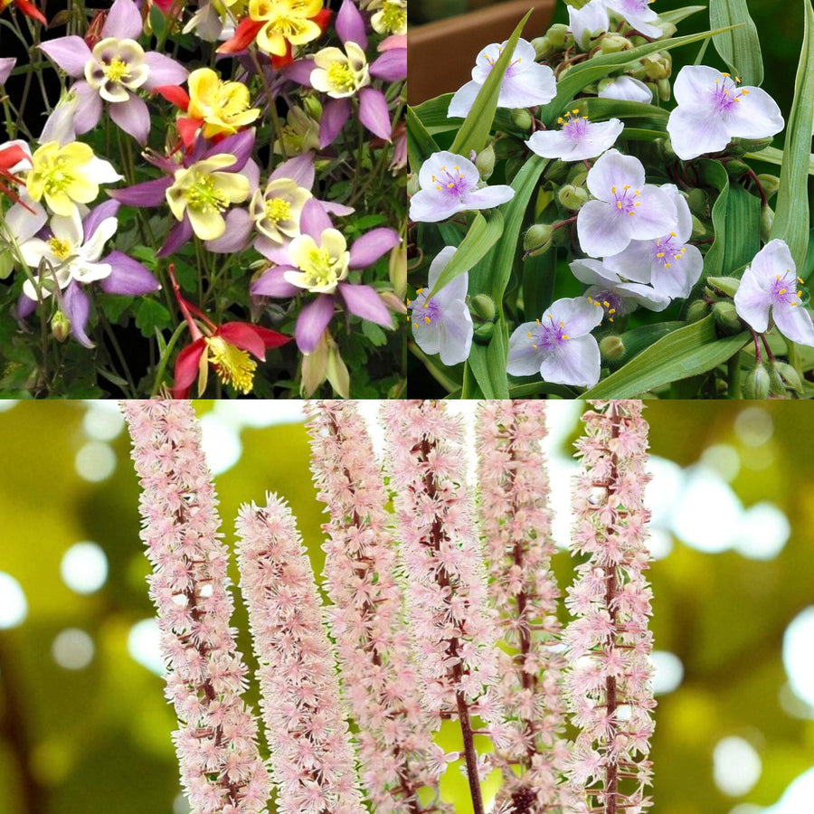 Aquilegia, Tradescantia & Actaea Bare Root Mix  1