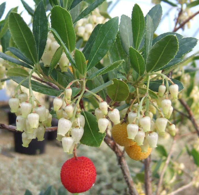Arbutus unedo Compacta (Strawberry Tree Compacta) Arbutus unedo Compacta (Strawberry Tree Compacta) image4 4