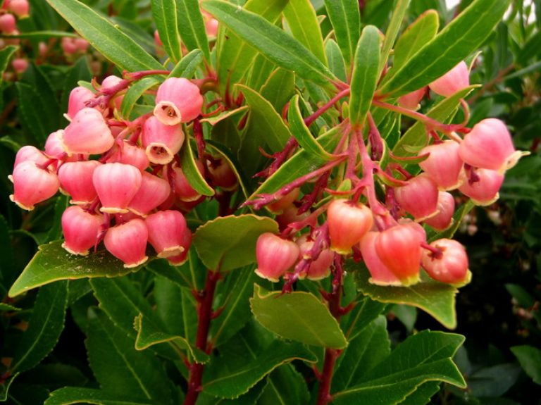 Arbutus unedo Rubra (Pink Strawberry Tree) arbutus-unedo-rubra-768x575 4