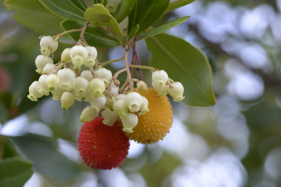 Arbutus unedo Compacta (Strawberry Tree Compacta) Arbutus unedo Compacta (Strawberry Tree Compacta) image2 1