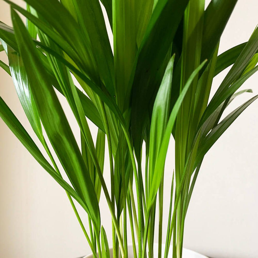 Areca Palm Indoor Plant areca-lutescens-mood-photo-3 4