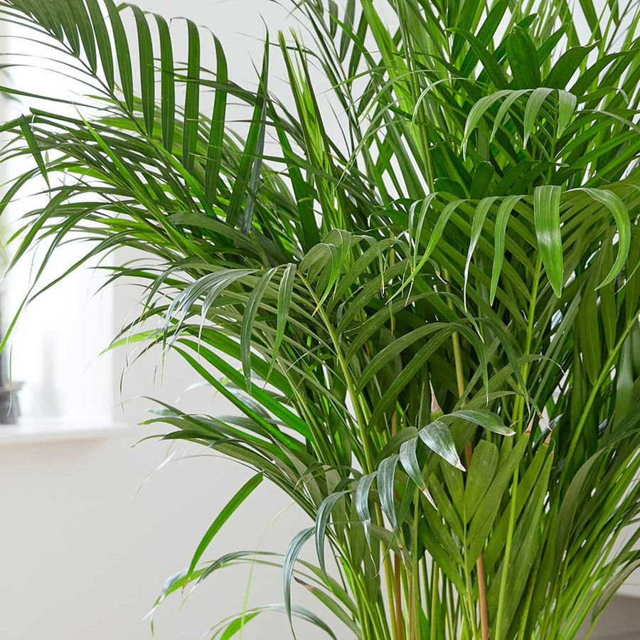 Areca Palm Indoor Plant arecapalm1 3