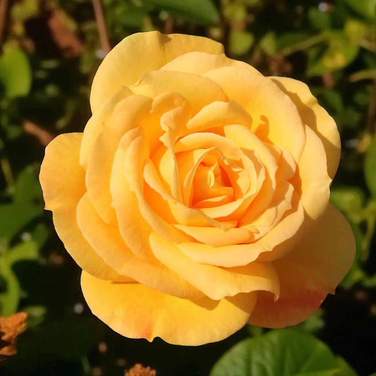 Arthur Bell Bare Root Rose  1