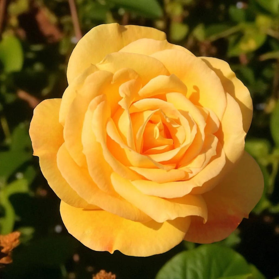 Arthur Bell Bare Root Rose  1