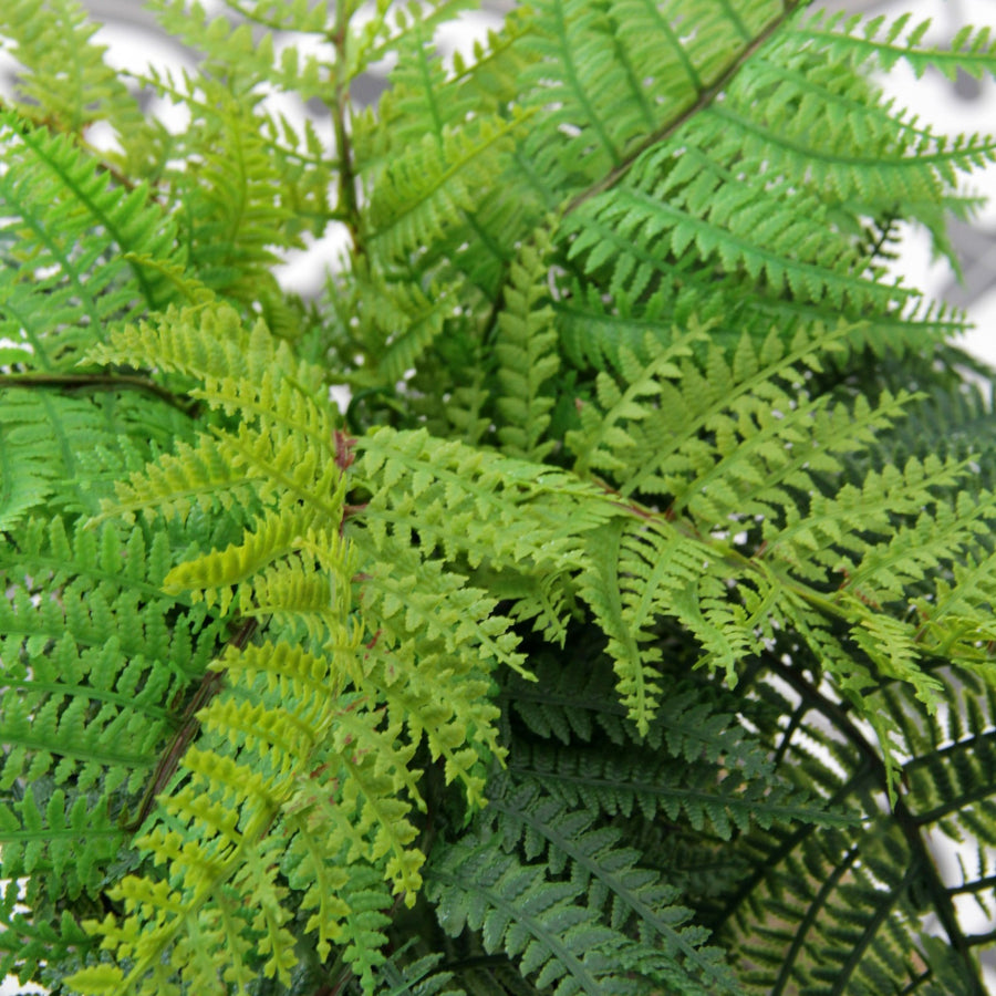 Dryopteris Affinis Artificial Fern Dryopteris Affinis Artificial Fern image2 3