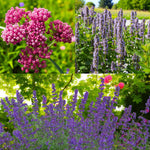 Asclepias, Agastache & Nepeta Bare Root Mix  1