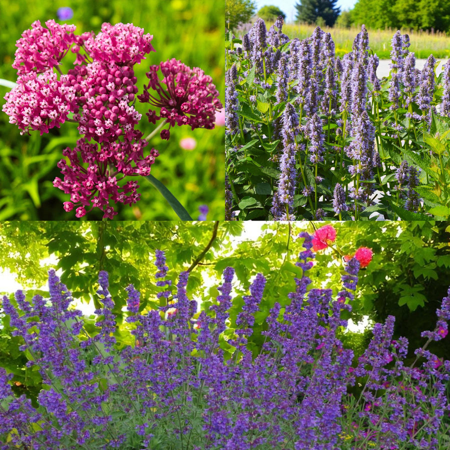 Asclepias, Agastache & Nepeta Bare Root Mix  1