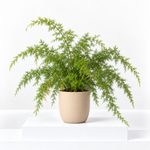 Asparagus Fern Sprengeri Houseplant  1