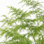 Foliage Indoor Mix Plants  4