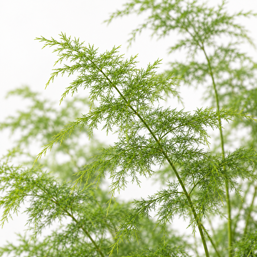 Foliage Indoor Mix Plants  4