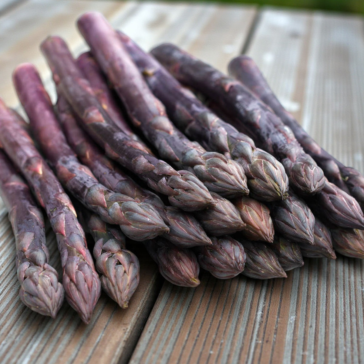 Asparagus Crowns Mixed Varieties A neat pile of freshly cut purple asparagus spears arranged on a wooden surface, showcasing their deep violet colour and tightly closed tips. 7