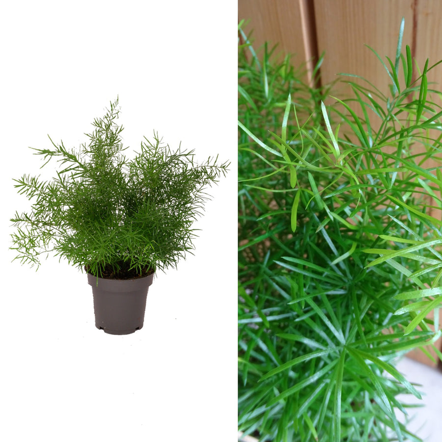 Asparagus Fern Sprengeri Houseplant asparagusfern 2