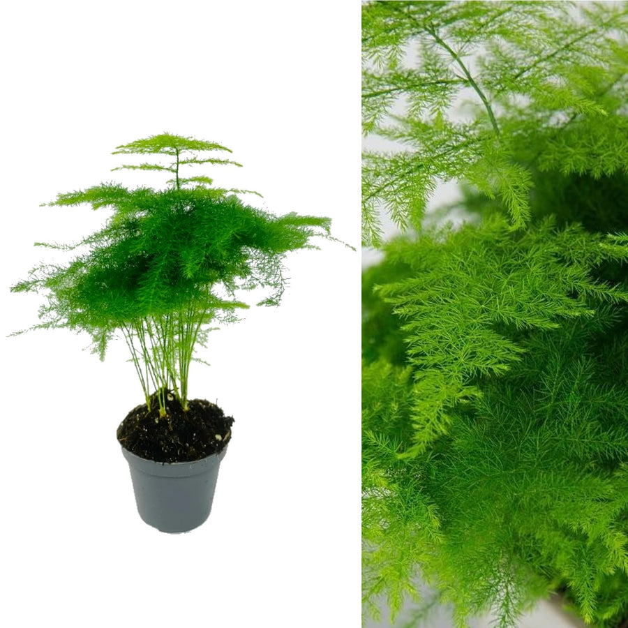 Asparagus Plumosus aspargus fern 4