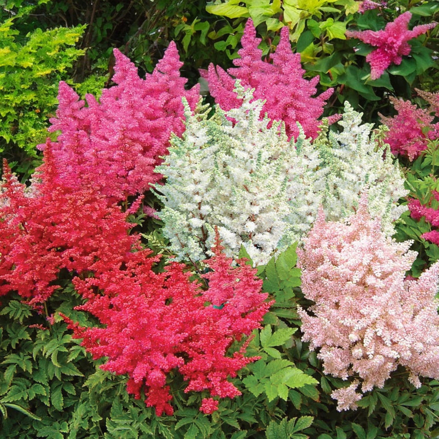 Astilbe Bare Root Mix  1