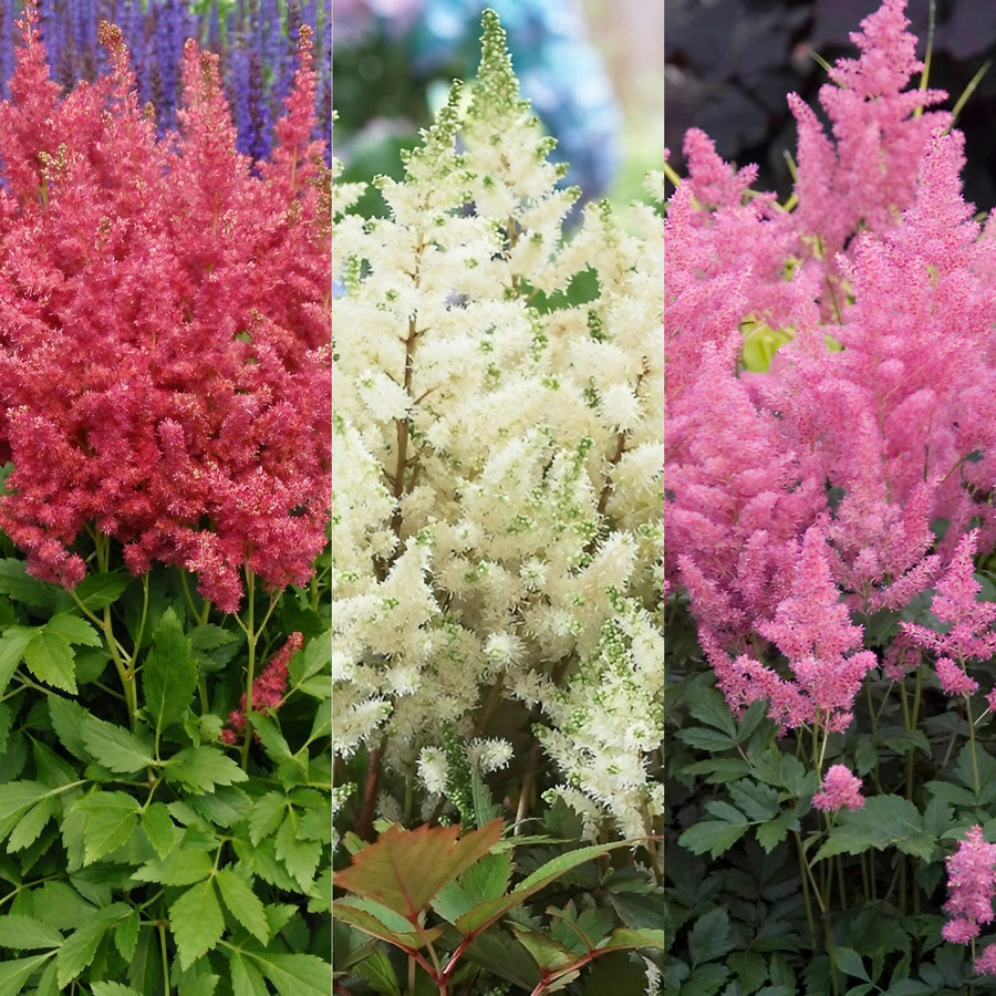 Astilbe Plant Mix Astilbe Plant Mix (2 Plants) image1 1