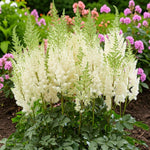 Visions in White Astilbe Plant in 1L Pots  1