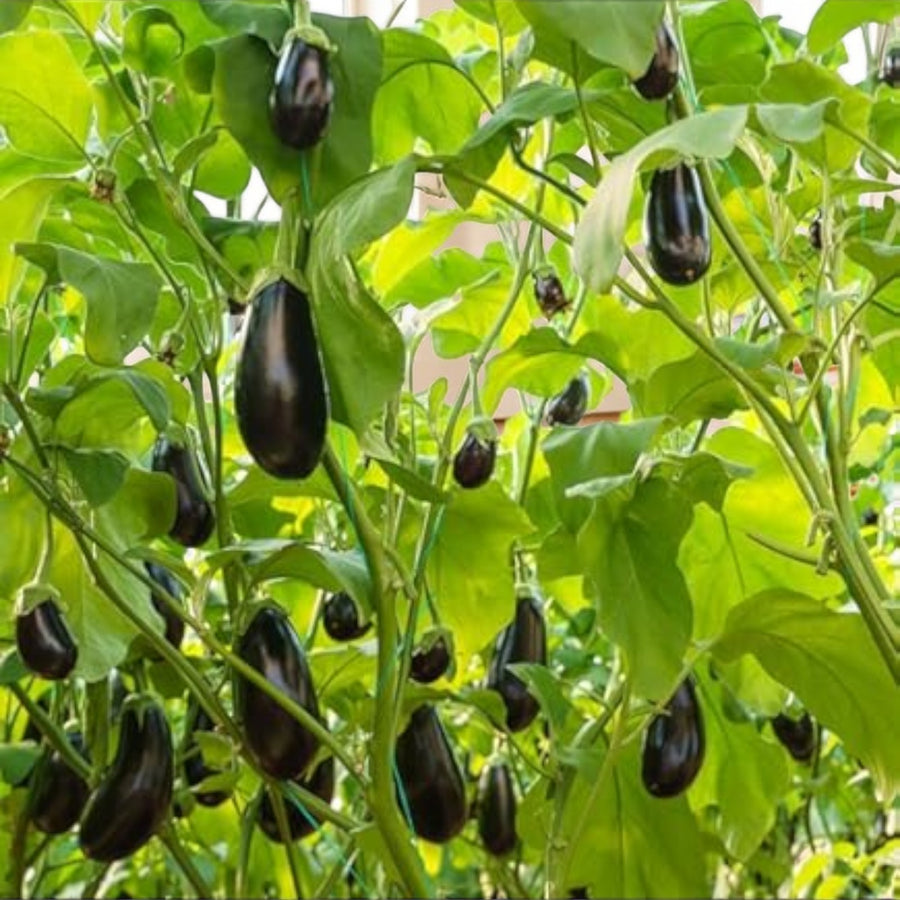 Aubergine F1 Jackpot  3