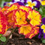 Primrose Bedding Plants  4