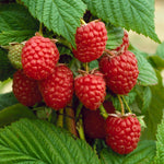 Raspberry Bare Root Canes  6