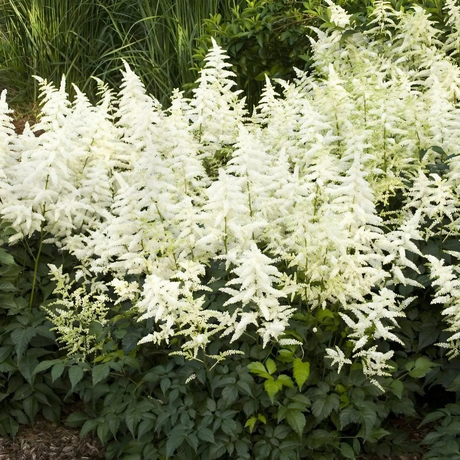 Astilbe Plant Mix Astilbe Plant Mix (2 Plants) image2 2