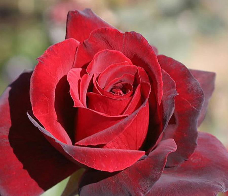 Scented Rose in 2L Tall Rose Pot - (Oklahoma) Scented Rose in 2L Tall Rose Pot - (Oklahoma) image2 2